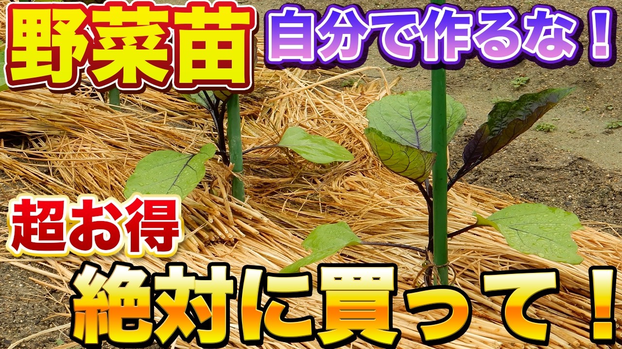【夏野菜】絶対に苗を買った方がお得な理由！自分で作ると損します！（トマト、なす、ピーマン等）