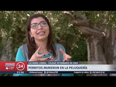 Mascotas murieron en peluquería canina | 24 Horas TVN Chile