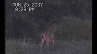 preview picture of video 'MUST SEE! (WORLD CLASS)  Non-Typical Whitetail In Iowa'