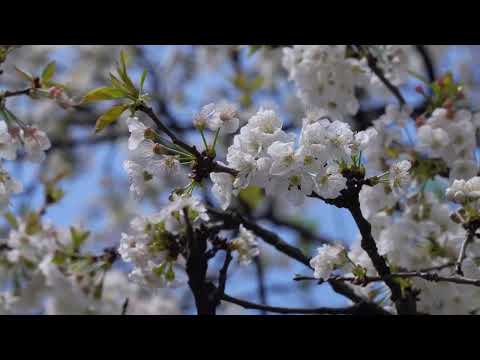 Grupaj cântări creștine 27 martie 2025 - Mariana Someșan & Ioan But