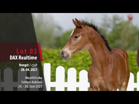 Westfälische Fohlen-Auktion Lot 3 DAX Realtime Hengsts v. Despacito - Dream On