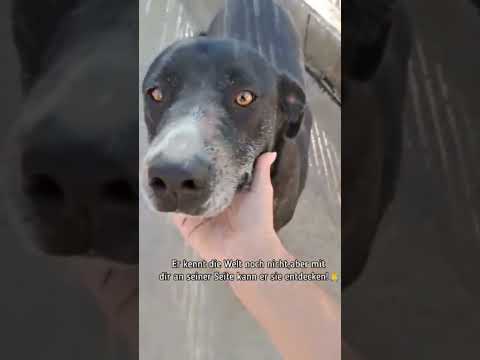 Der Wundervolle ❤️ Tocco sucht sein Glück #shorts #rescuedog