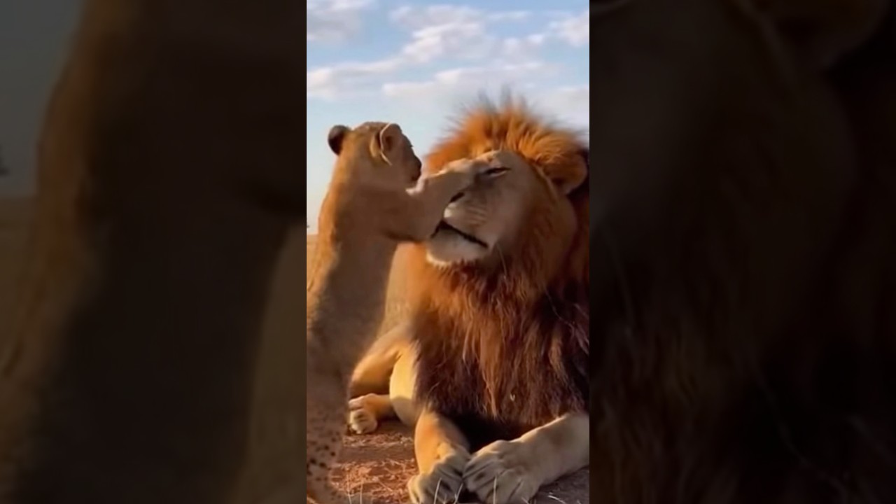 【やけっぱちcomedy】#ライオン #lion #テレビ #tv #親子 #子育て #母親 #かわいい #可愛い #野生動物 #野生 #comedy #shorts