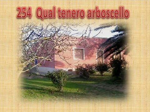 254  QUAL TENERO ARBOSCELLO - KARAOKE