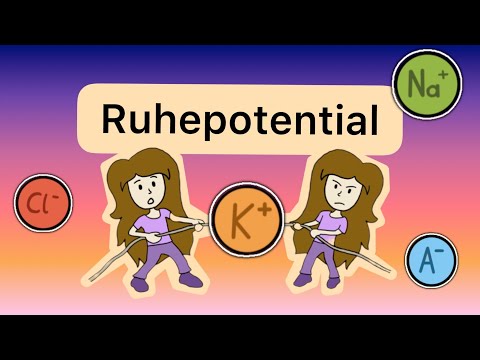 Das RUHEPOTENTIAL von Nervenzellen