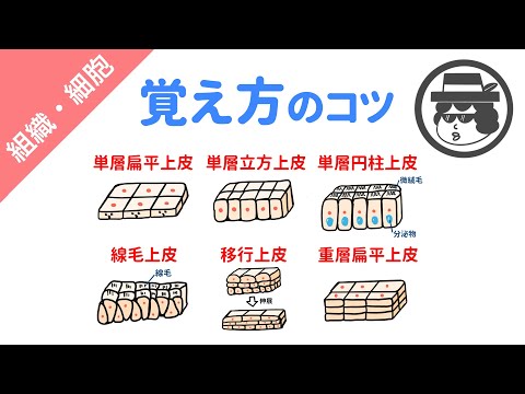 線毛について詳しく解説