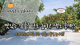 맛있는 감귤 : 당도 높이고 색도 좋게!! 스노우팜, 토양피복으로 감귤품질 높이기!!