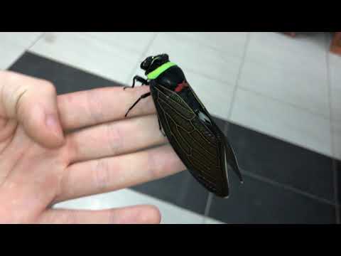 Tacua speciosa ( Giant Colorful Cicada )