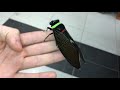Tacua speciosa ( Giant Colorful Cicada )
