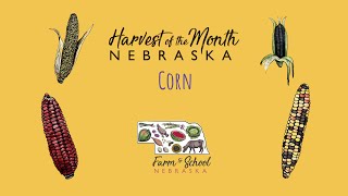 Harvest of the Month: Corn