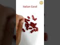 Italian Red Coral Moonga Gemstone Coral Moonga Rashifal Astrology Birthstone Gemstone