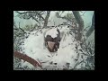 Bald eagle shelters eggs during Big Bear snowstorm