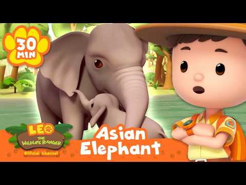 Junior Rangers are on a MISSION to Reunite the Asian Elephant Family! | Leo the Wildlife Ranger - Kids TV Series, Kingdom Kids Zone - Leo the Wildlife Ranger - Official Channel