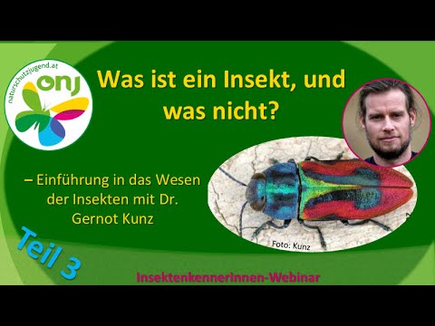 InsektenkennerInnen-Webinar l. - Was ist ein Insekt, und was nicht? (Teil 3)