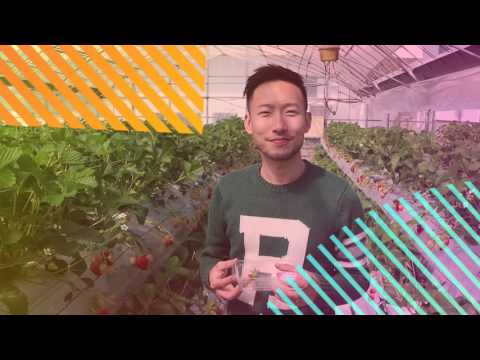 熊本七城Melon Dome 買蜜瓜摘士多啤梨 -民仔旅遊