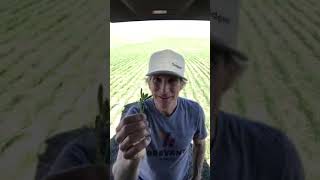 Weed ID in Durum Wheat - Simply the Best with Bruce Pate 