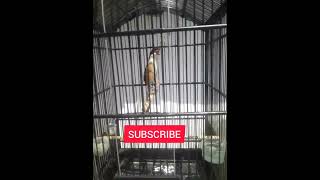 Download lagu cendet isian kunti dan gereja mp3