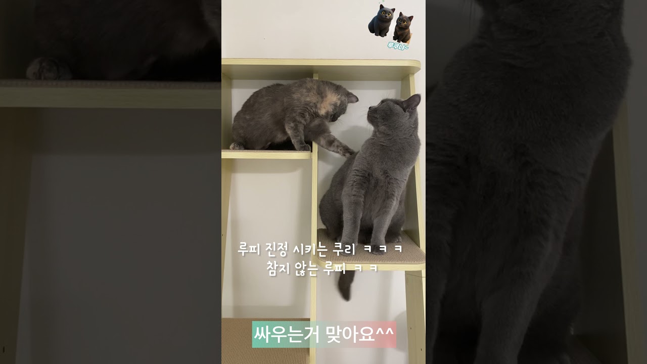 오늘도 사이좋은(?) 고양이남매 #고양이 #브리티쉬숏헤어 #ねこ動画 #ブリティッシュショートヘア #싸우는거아니에요 #냥매