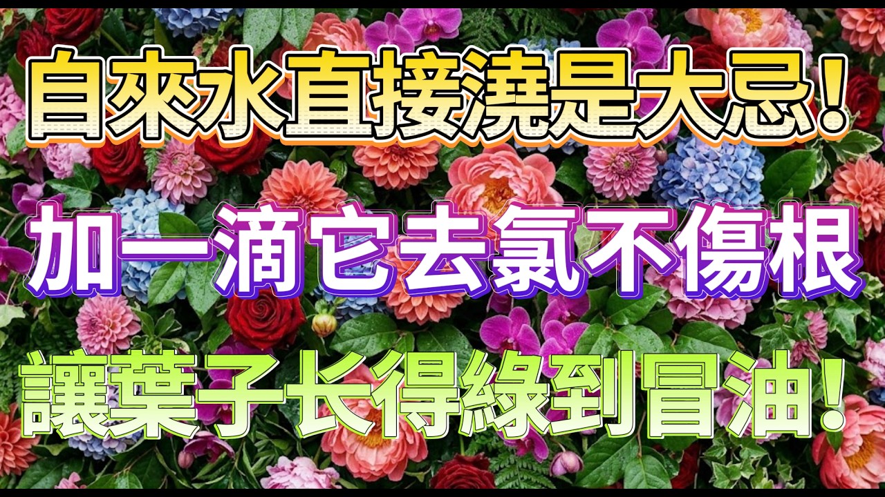 自來水是慢性的毒藥？水裡加一滴它，去除殘留氯氣，让枯草重獲新生！#養花技巧 #室內植物 #自來水澆花