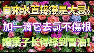 自來水是慢性的毒藥？水裡加一滴它，去除殘留氯氣，让枯草重獲新生！#養花技巧 #室內植物 #自來水澆花