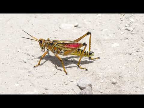 Southeastern Lubber Grasshopper walking on a road