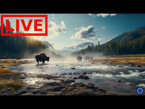Titel: Live Yellowstone National Park