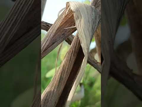 first catch😁#shorts