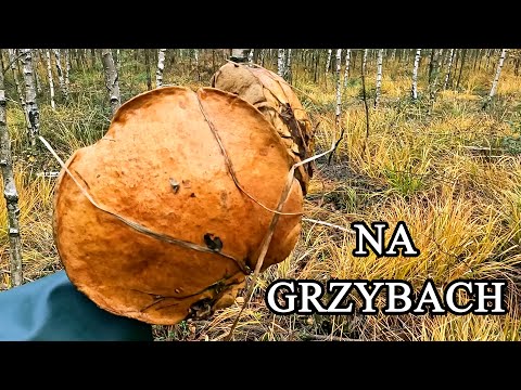 On mushrooms - Harde Kopyto 41