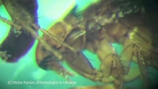 preview picture of video 'Блоха Под Микроскопом: Кошачья Блоха Ctenocephalides felis 03.03.2015'