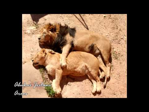 Abukar Jeilani - Aroos