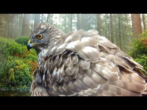 A bathing hawk in the woods of the Veluwe in The Netherlands.