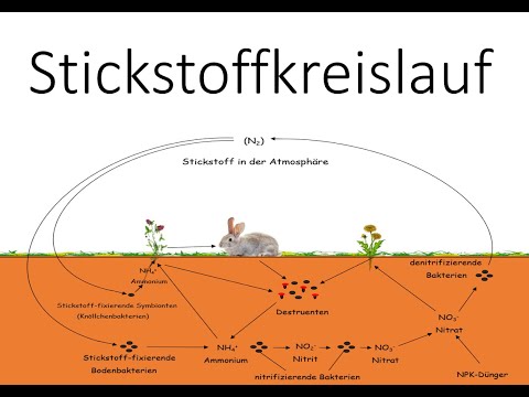 Nitrogen cycle - Nitrogen atom cycle - Ecology - Biology School