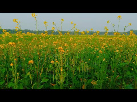 10 HOURS of Birds Chirping and Bees Buzzing | Beautiful Soothing Tunes of mustard flower Field