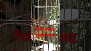 Download lagu Cuit Cuit konin trotol,kolibri ninja Calon dosen mp3 Download lagu Cuit Cuit konin trotol,kolibri ninja Calon dosen mp3