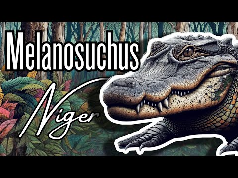 Kajman čierny (Melanosuchus niger) — najväčší krokodíl Amazónie