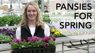 Planting pansies for spring