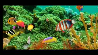 Download lagu musik klasik china mp3