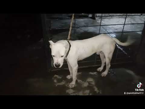 dogoargantino/shoq / Qaiskhokhar/