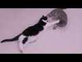 Lazy Cat Fight