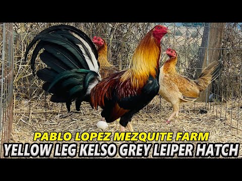 Yellow Leg Kelso Sweater Asil Leiper Hatch Brownred - MEZQUITE FARM