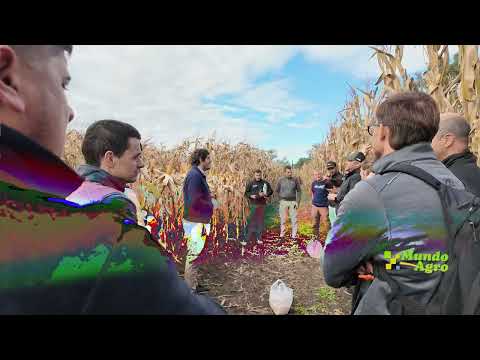 🔸🌽✅Bayer Day 2026, recorrida por los ensayos de MIRÚ Agricultura La Era del Maíz de Baja Estatura