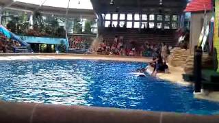 preview picture of video 'Brookfield Zoo Dolphin Show'