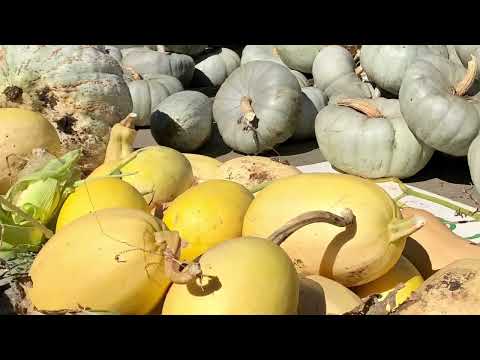 Payne's Orchards