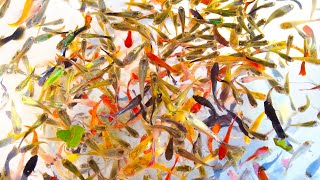 Breeding Fish For Profit Part 4. Making money from Breeding fish. Tropical Fish Breeder for a living