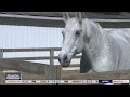 Helping Sex Trafficking Survivors Through Horse Therapy FOX 5 News