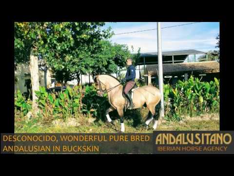 Wonderful baroque buckskin stallion, very easy and forward to ride