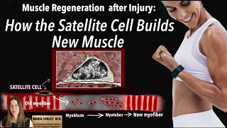 Muscle Regeneration After Injury:  How the Satellite Cell Builds New Muscle