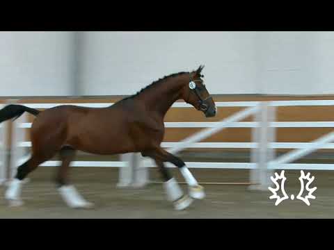 TK040 Trakehner Hengst von Impetus   EH Herzruf   Ingo