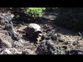 Giant Tortoise Walks By In Galapagos Santa Cruz