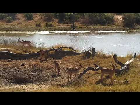 Djuma: Impalas - 09:51 - 06/28/21
